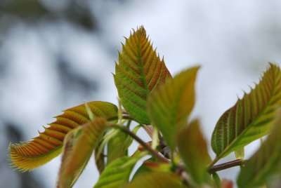 Castanea sativa 'Anny Summer Red' - kaštanovník jedlý 'Anny Summer Red' - jarní lvětévka
